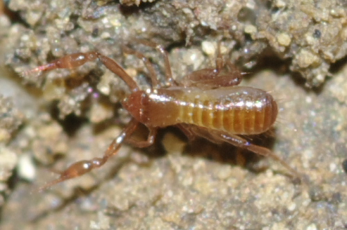 Pseudoscorpione: Chthonius sp. - Rende (CS)